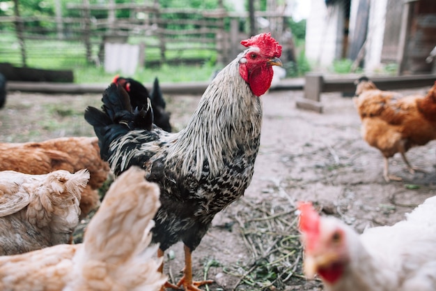 Gallo e galline sul cortile