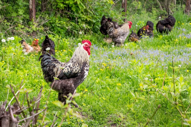 Gallo e galline tra erba e fiori nel giardino della fattoria_