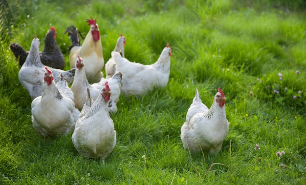 Gallo e polli. Gallo e galline ruspanti.