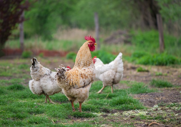 Gallo e polli. Gallo e galline ruspanti.