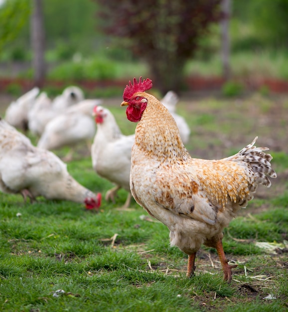 Gallo e polli. Gallo e galline ruspanti.