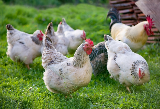 Gallo e polli. Gallo e galline ruspanti.