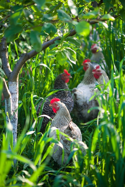 Gallo e polli. Gallo e galline ruspanti.