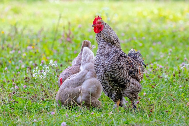 Gallo e polli maculati grigi nel giardino della fattoria sull'erba in cerca di cibo