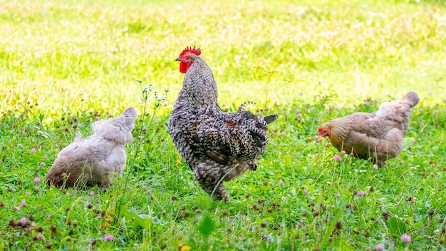 Gallo e polli maculati grigi nel giardino della fattoria sull'erba in cerca di cibo