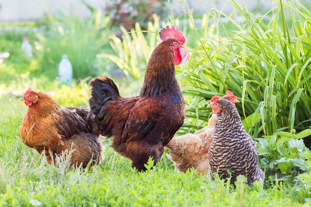 Gallo e polli sullo sfondo di verde nel giardino della fattoria