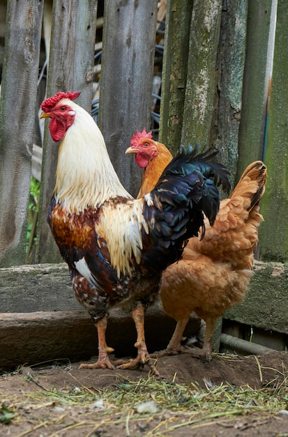 gallo e pollo sul recinto, primo piano