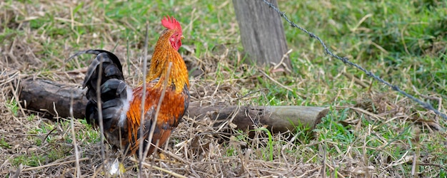 Gallo gallo che cammina sull'erba