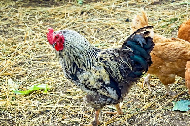 Gallo giallo e nero