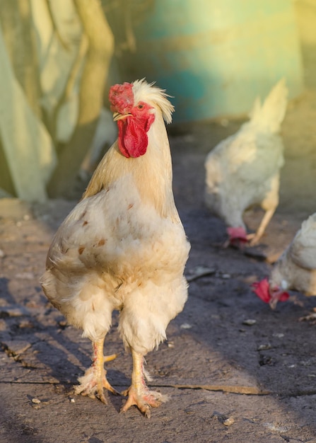 Gallo in fattoria biologica Pollo ruspante nel cortile della fattoria Pollo in un ambiente naturale