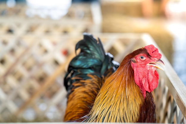 gallo in gabbia di legno