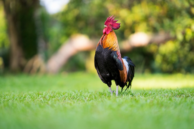 Gallo in piedi sull'erba