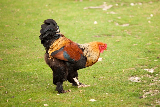 Gallo in un campo