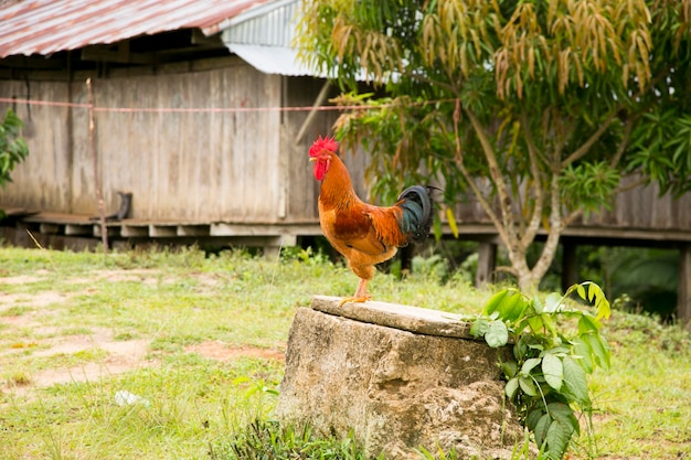 Gallo in una città dell'Amazzonia peruviana.