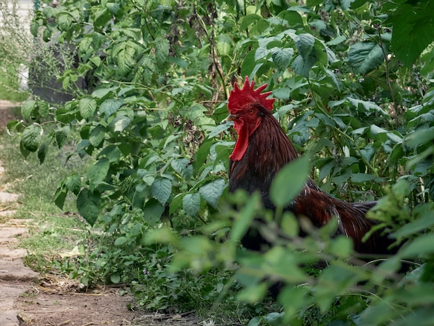 Gallo marrone in fattoria