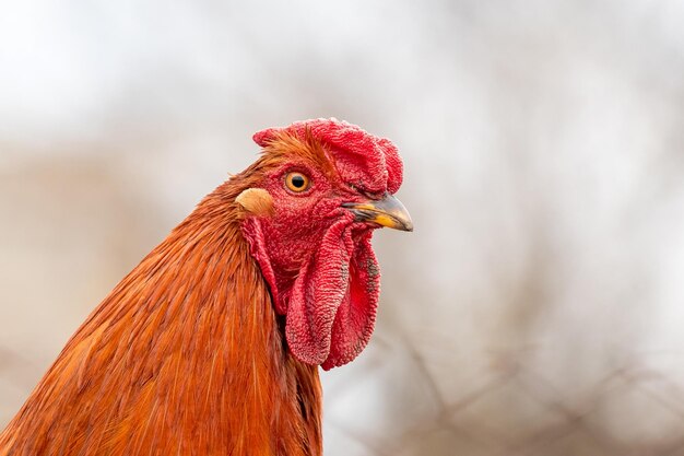 Gallo marrone primo piano su sfondo sfocato Ritratto di gallo di profilo