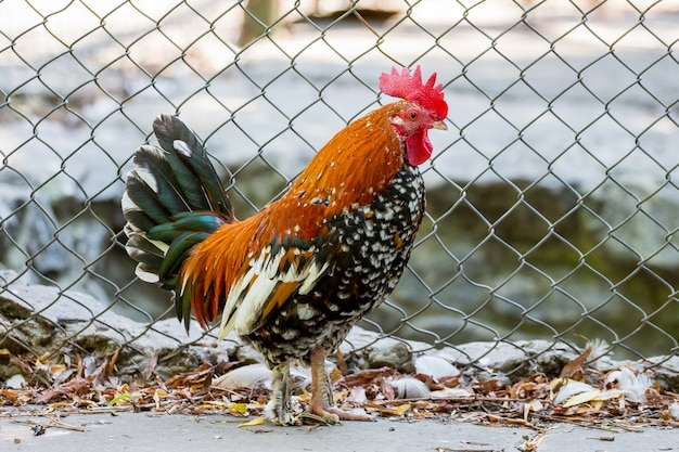 Gallo nano vicino al recinto della fattoria