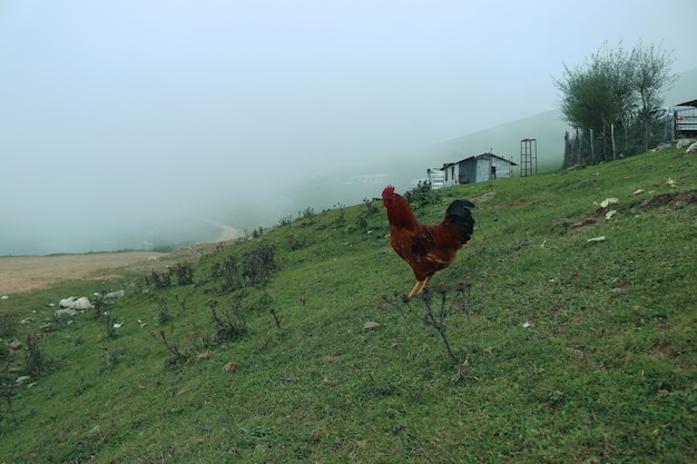 Gallo nel villaggio nebbioso