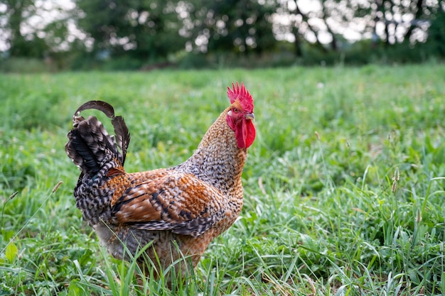 Gallo nell'erba del pascolo all'aperto