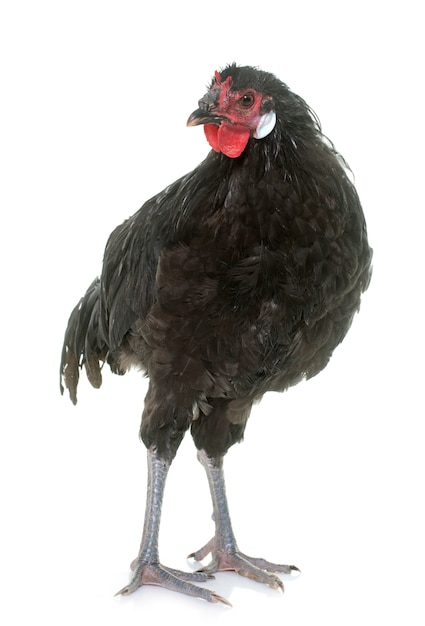 Gallo nero