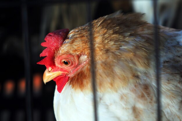 Gallo o pollo nel tradizionale allevamento di pollame ruspante