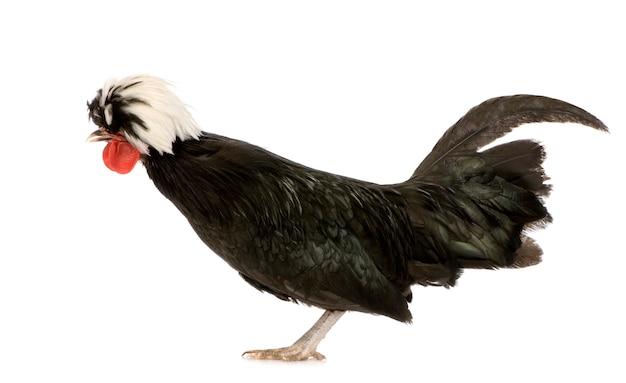 Gallo olandese isolato