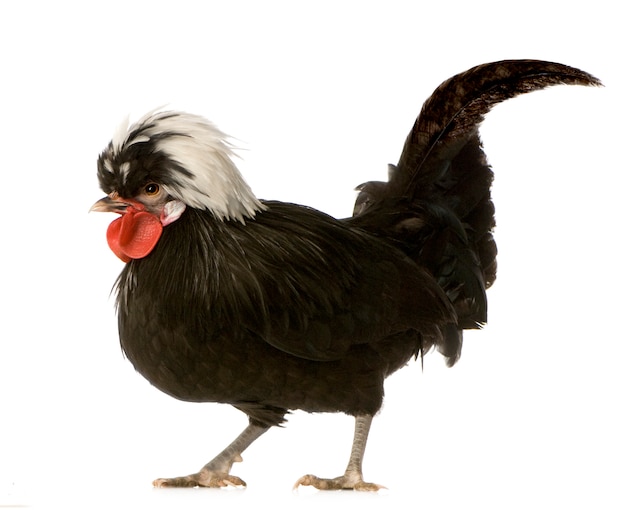 Gallo olandese isolato