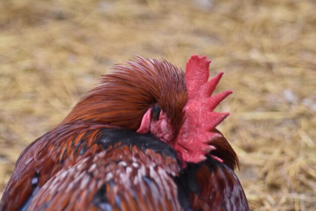 Gallo portoghese che si copre la faccia con una cresta rossa molto grande