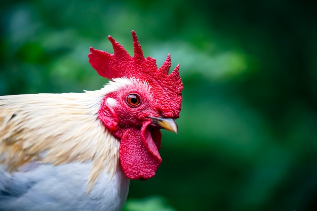 Gallo. Ritratto di un grosso cazzo divertente