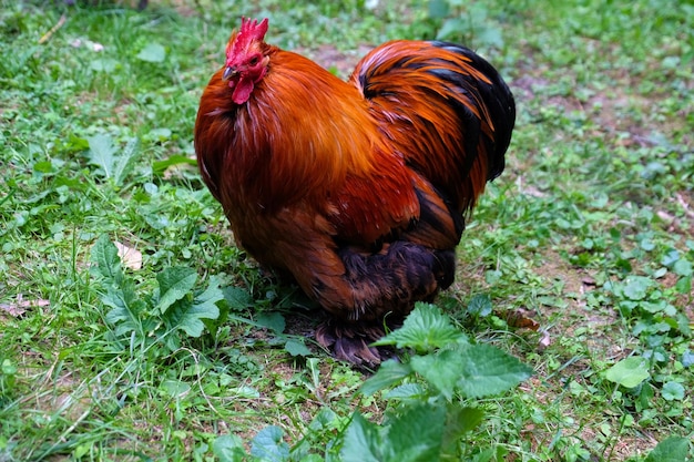 Gallo su sfondo verde erba