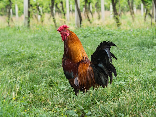 Gallo su uno sfondo di erba verde in una fattoria