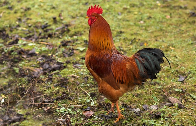 Gallo su uno sfondo di erba verde