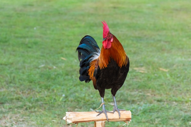 Gallo