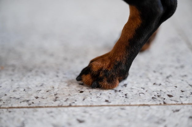 Gamba di un cane nero e marrone