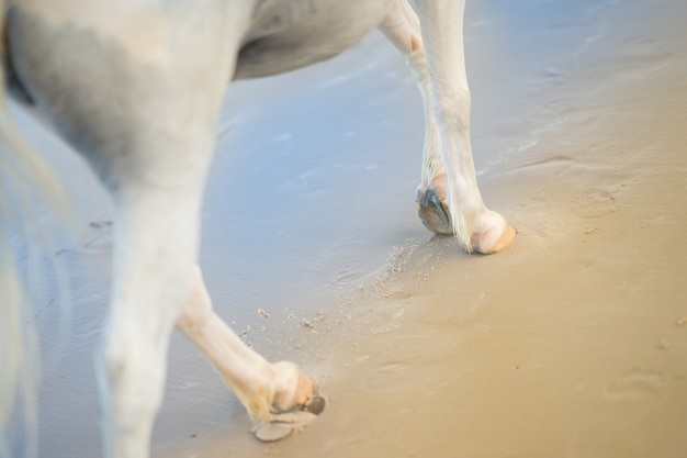 Gambe e piedi del cavallo che camminano sulla spiaggia di sabbia con acqua di mare nell'orma a ferro di cavallo