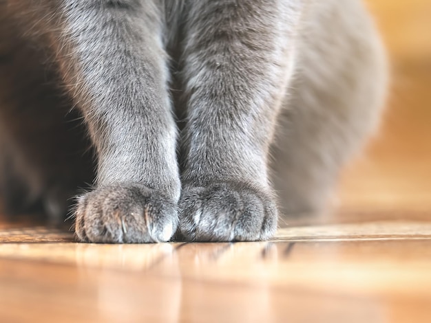 Gambe e zampe di un giovane gatto su un pavimento
