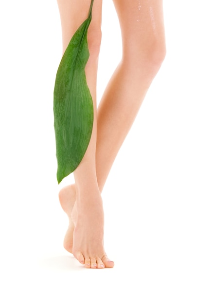 gambe femminili con foglia verde su bianco
