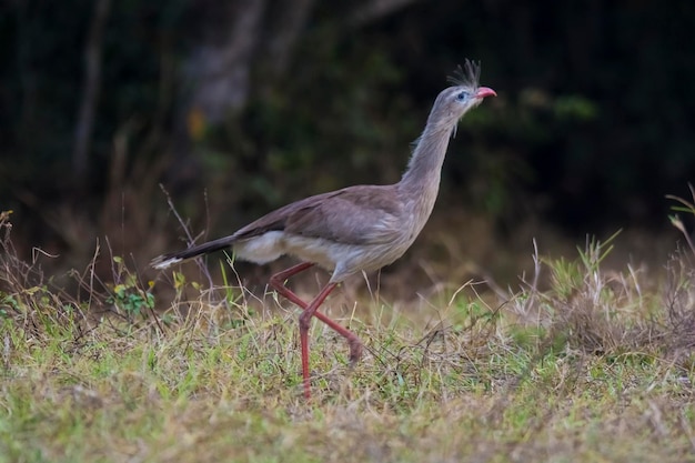 Gambe rosse Seriema Mato Grosso Pantanal Brasile