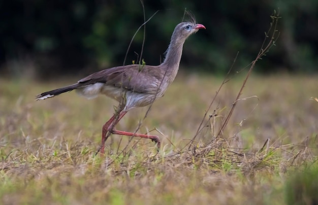 Gambe rosse Seriema Mato Grosso Pantanal Brasile