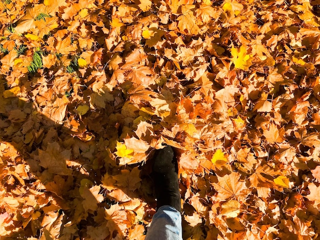 Gambe snelle femminili in jeans e stivali scarpe sullo sfondo dell'autunno giallo secco caduto