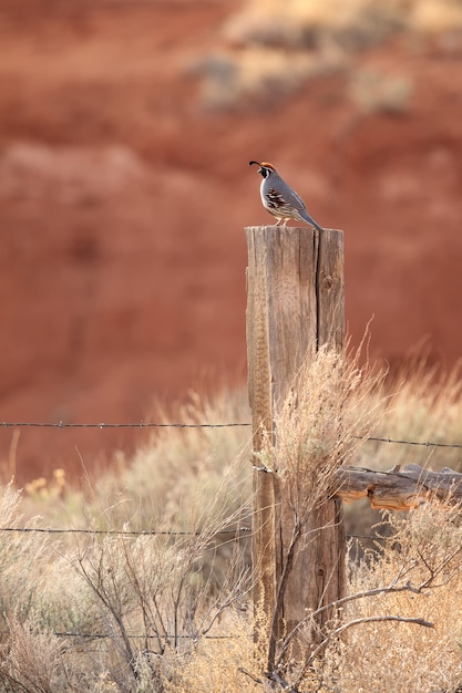 Gambel's Quail on Fence