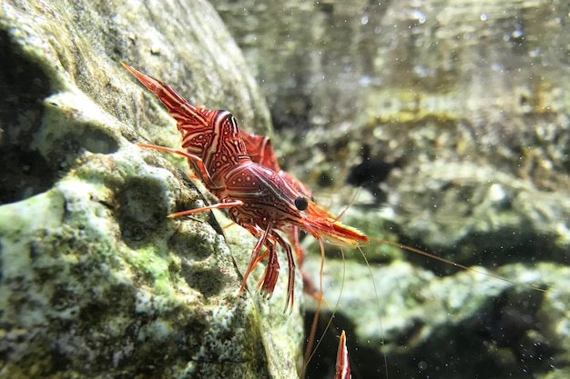 Gamberetti Hingebeak in acquario