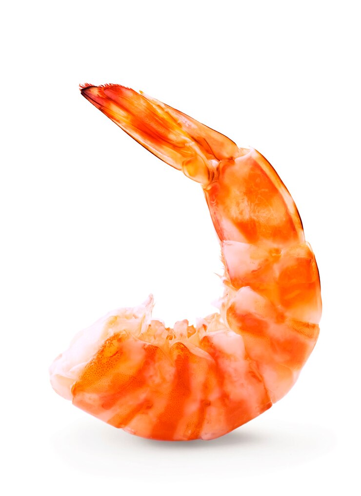 Gamberetti isolati