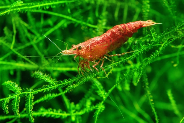 Gamberetti rossi della ciliegia su un muschio