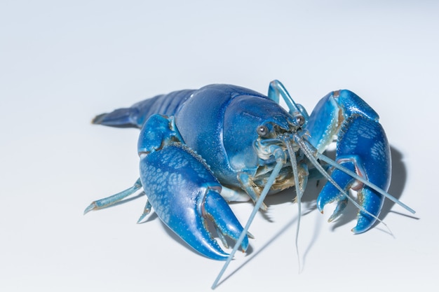 Gamberi blu (Cherax Destructor)