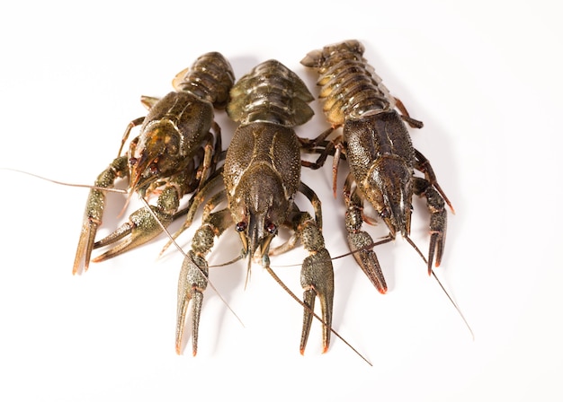 Gamberi di fiume live isolati su uno sfondo bianco. Gamberi crudi. Spuntino di pesce fresco.