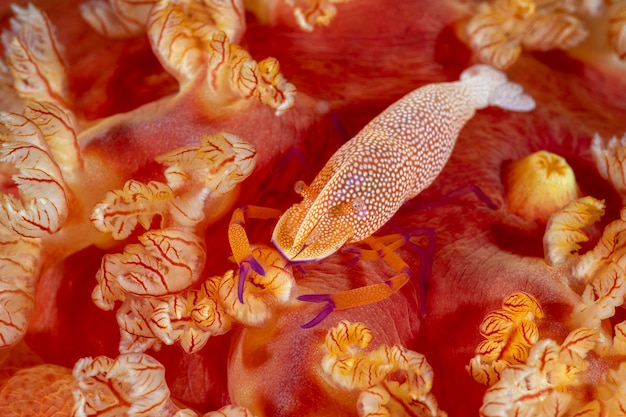 Gambero imperatore su un gigantesco nudibranco Ballerino spagnolo