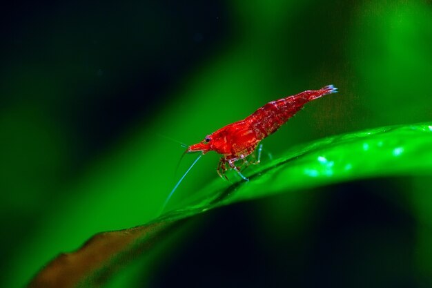 Gambero nano rosso fuoco o ciliegia grande in acquario d'acqua dolce