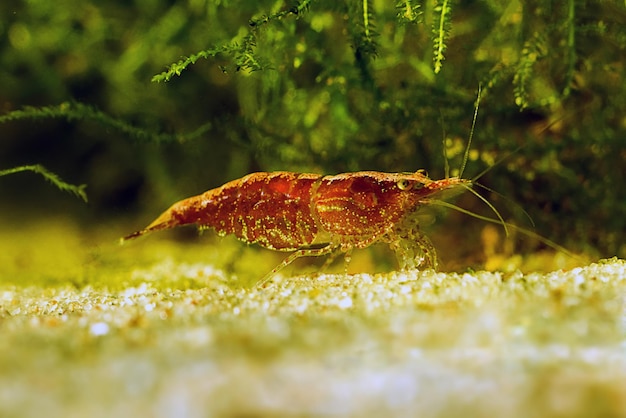 Gambero rosso in un acquario Gambero rosso Femmina