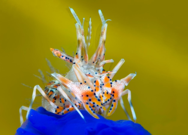 Gambero tigre spinoso - Phyllognathia ceratophthalma. Macro mondo sottomarino di Bali.